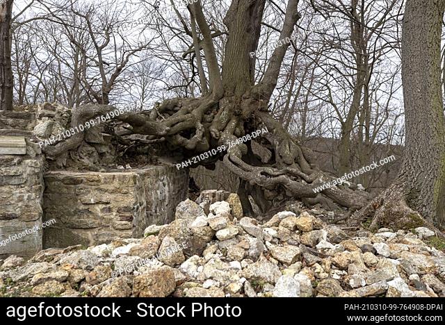 06 March 2021, Saxony-Anhalt, Stecklenberg: A winter lime (Tilia cordata) has been growing on the walls of the Lauenburg castle ruins in the Harz Mountains for...