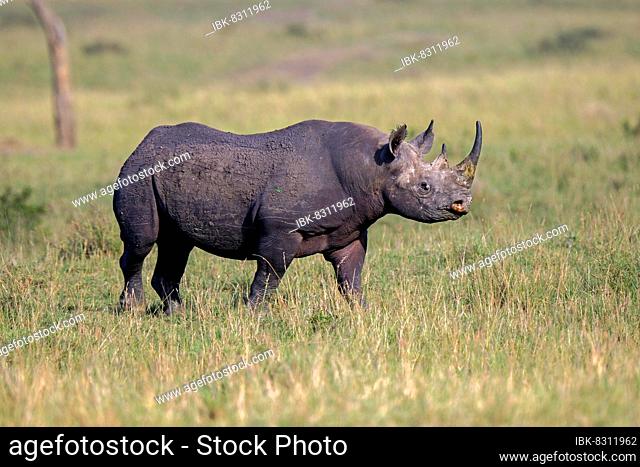 Black rhinoceros (Diceros bicornis), Masai Mara, Kenya, Africa