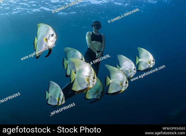 Apnoe diver and Longfin Batfish, Platax teira, Raja Ampat, West Papua, Indonesia