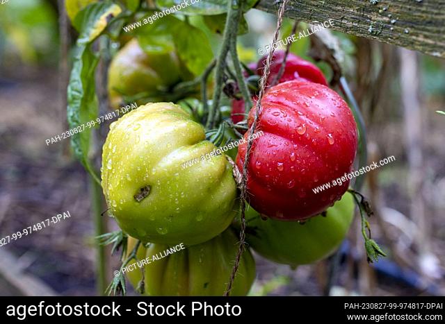 PRODUCTION - 16 August 2023, North Rhine-Westphalia, Hamm: Green and red tomatoes grow on a tomato bush in Birgit Arndt's tomato garden