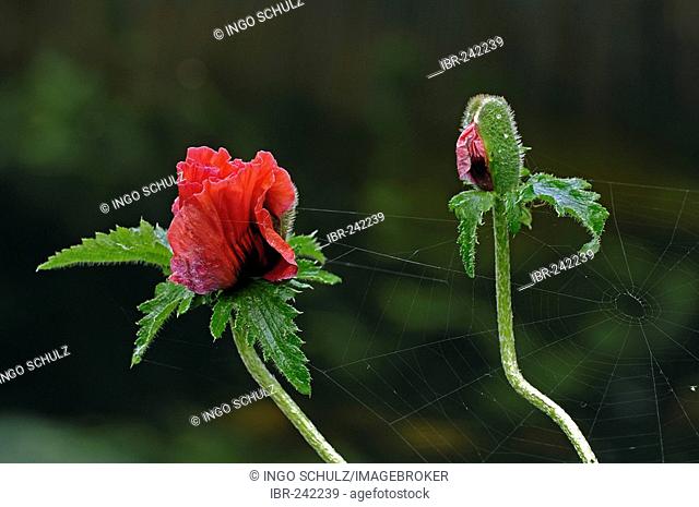 Poppy, papaver spec., with a net of a spider