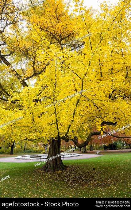 10 November 2023, Mecklenburg-Western Pomerania, Stralsund: An autumn-colored ginkgo tree stands in the Brunnenaue park in Stralsund