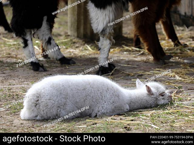 29 March 2022, Mecklenburg-Western Pomerania, Marlow: The snow-white alpaca stallion Prince with his blue eyes is a rarity among alpacas