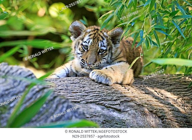 Siberian Tiger, Phantera tigris altaica, young animals (captive)