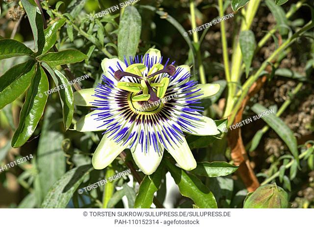 A flowering blue passionflower (Passiflora caerulea) on a beautiful day in early autumn in the Bible Garden in Schleswig
