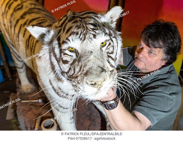 Taxidermist Thomas Winkler works on a taxidermied Bengal tiger in Trebus,  Germany, 16 April 2015. The female Bengal tiger came from a circus and