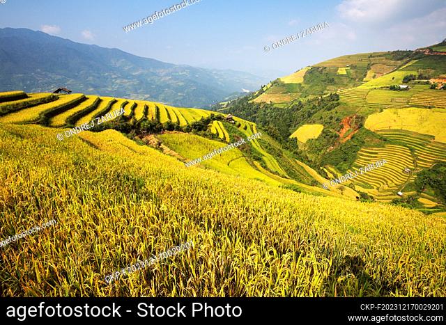 Mu Cang Chai's sheer rice terraces were sculpted over centuries of small-scale cultivation. Each season brings its own charm