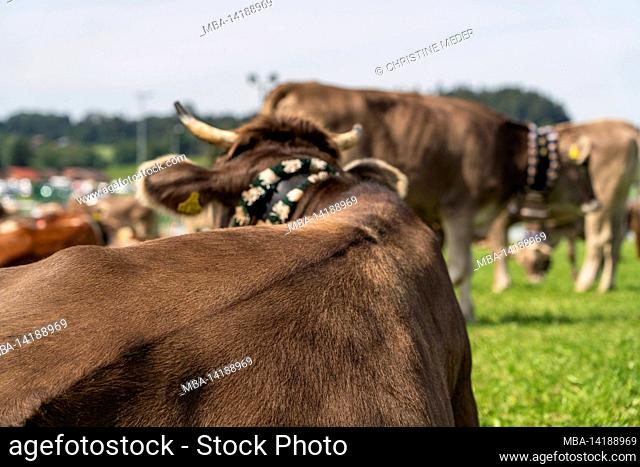 Cattle after the cattle drive, Bavaria, Allgäu