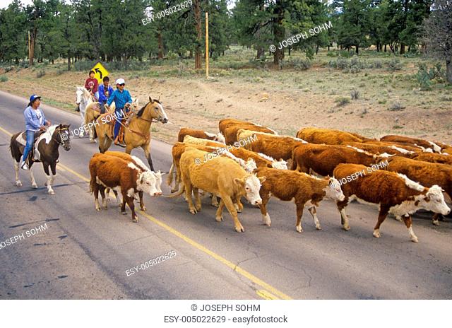 Navajo cowboy herding cattle on road, , AZ