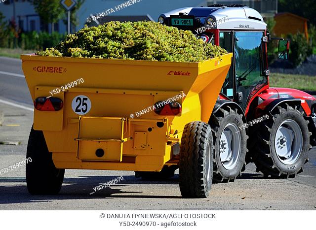 Europe, Switzerland, Canton Vaud, District Morges, Fechy, street scene - tractor pullling container full of grapes, grapes harvest time