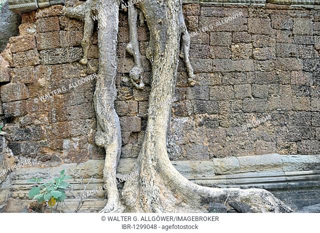 Thitpok or Tetrameles (Tetrameles nudiflora), tree with its roots growing in the ruins of the Prasat Preah Khan temple complex, UNESCO World Heritage Site