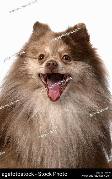 DOG. Pomeranian, head & shoulders, face , expression. studio, white background