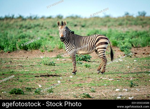 Zebra looking at the camera in the Etosha National Park, Namibia
