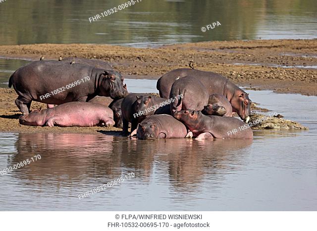 Hippopotamus (Hippopotamus amphibius) adults and calves, herd on sandbank with Nile Crocodile (Crocodylus niloticus) adult, River Luangwa, South Luangwa N