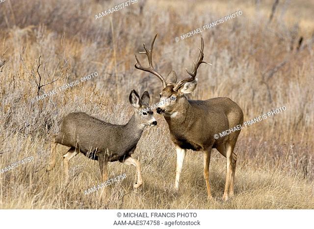 Mule Deer (Odocoileus hemionus) buck with fawn. South Unit Theodore Roosevelt National Park, North Dakota, USA