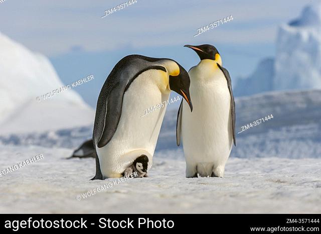 An Emperor penguin (Aptenodytes forsteri) couple with a chick on the feet on the sea ice at Snow Hill Island in the Weddell Sea in Antarctica