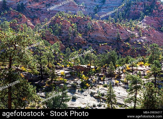 USA, Utah, Washington County, Springdale, Zion National Park, landscape at Zion - Mount Carmel Hwy 9