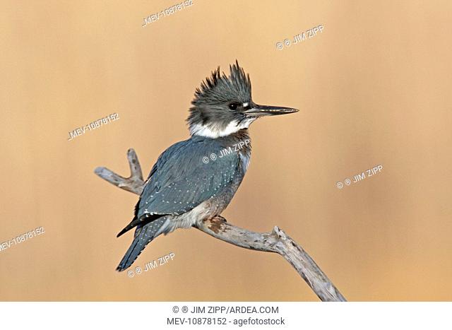 Belted Kingfisher - male. (Ceryle alcyon). December in CT, USA