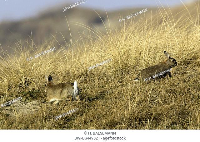 European rabbit (Oryctolagus cuniculus), European rabbits in the dunes of Norderney, Germany, Lower Saxony, Norderney