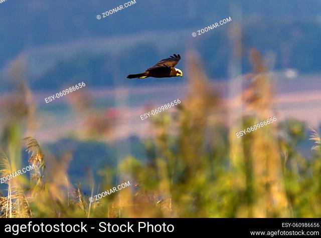 Eurasian or western marsh harrier, circus aeruginosus, flying upon reeds by day, Neuchatel lake, Switzerland