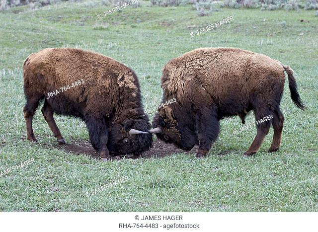 Two Bison (Bison bison) bulls sparring, Yellowstone National Park, Wyoming, United States of America, North America