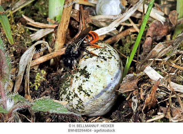 Bicoloured mason bee, Mason bee (Osmia bicolor), on a snail shell, Germany