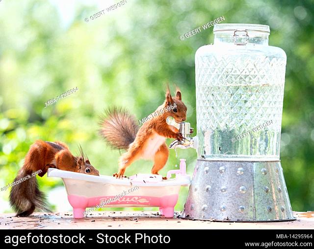 red squirrels standing with a water tap and bath