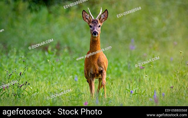 Alert roe deer, capreolus capreolus, buck looking to the camera and walking forward on a meadow with green grass in summer nature