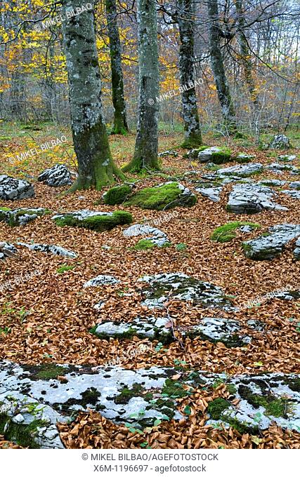Beechwood in autumn  Monte Santiago Natural Monument  Las Merindades County  Burgos, Castile and Leon, Spain, Europe