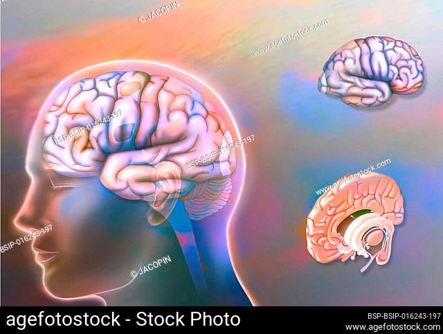 Left and right hemisphere brain areas and midline structures