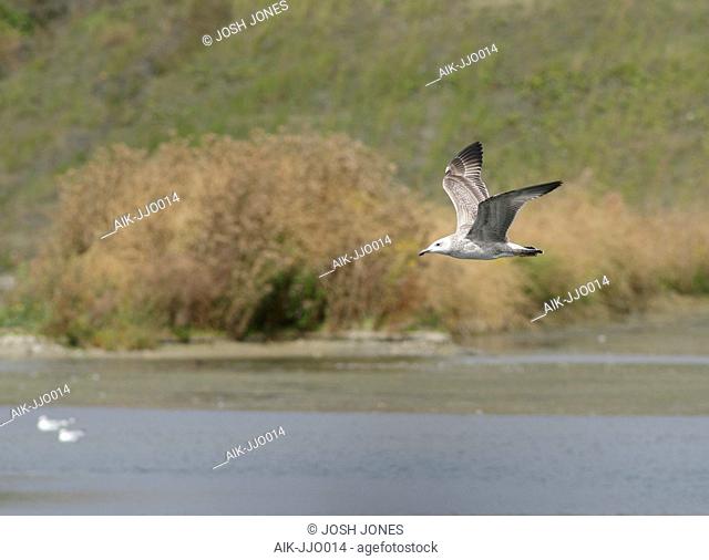 Immature Caspian Gull (Larus cachinnans) in England, during late summer, in flight