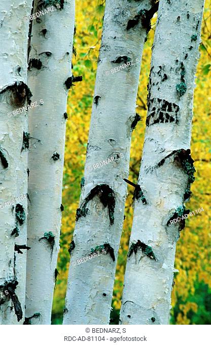 Birch trunks in autumn Alaska USA