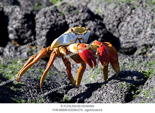 Sally light foot crabs looks for algae on rocks