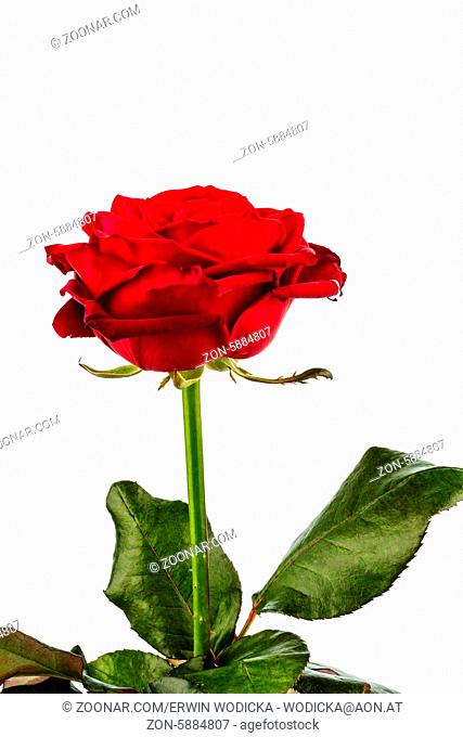 Eine rote Rose vor weißem Hintergrund. Symbolfoto für Schönheit, Liebe, Valentinstag