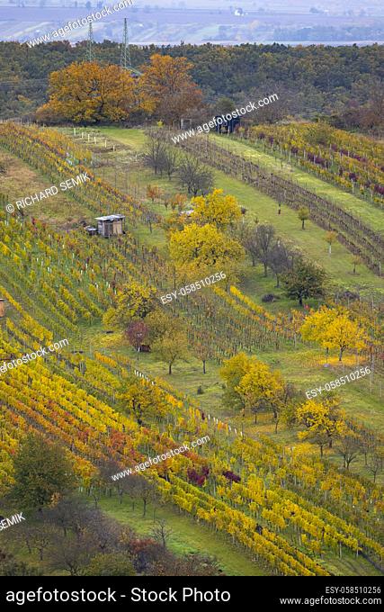 Autumn vineyard near Mutenice, Southern Moravia, Czech Republic