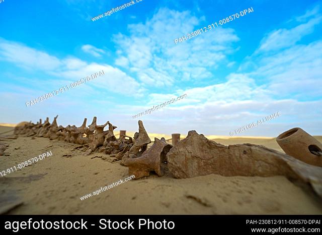 12 August 2023, Egypt, Faiyum: Fossil of a whale ""Dorudon"" can be seen is seen at Wadi El Hitan (Valley of the Whales)