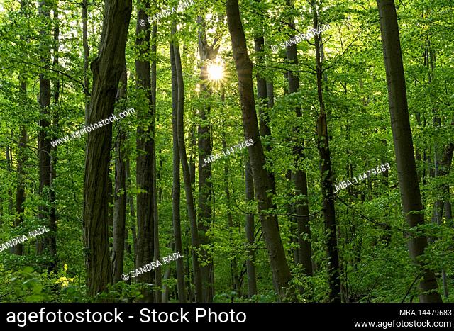 spring green beech forest, evening sun, Hainich National Park, UNESCO World Natural Heritage Site Ancient Beech Forests, Germany, Thuringia