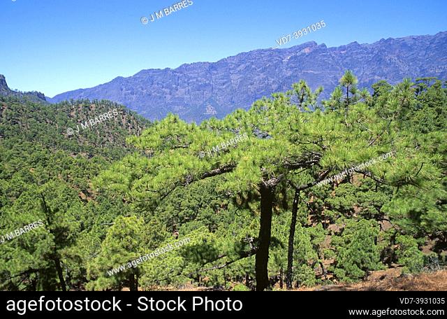 Pino canario (Pinus canariensis) is an evergreen tree endemic to Canary Islands except Lanzarote and Fuerteventura. This photo was taken in Caldera de...