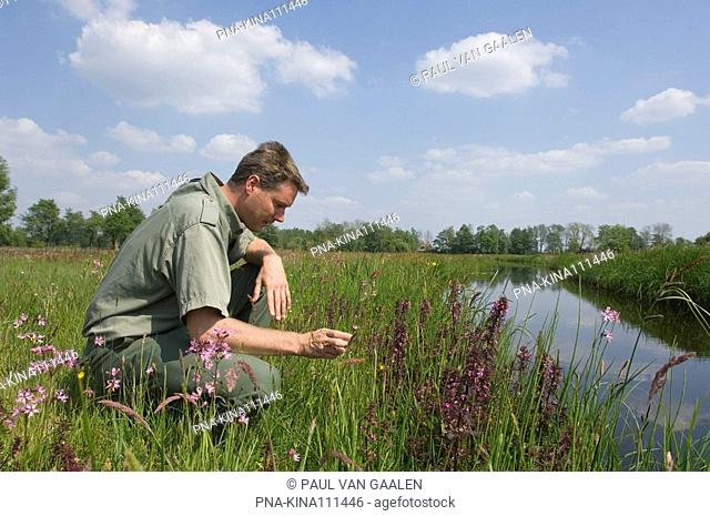 Marsh Lousewort Pedicularis palustris - De Wieden, Overijssel, The Netherlands, Holland, Europe
