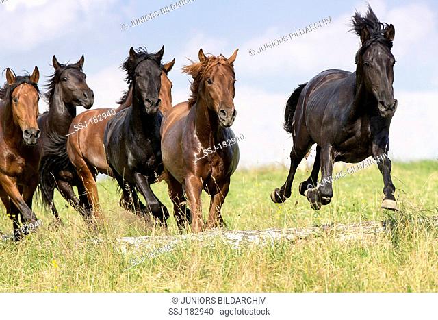 Pure Spanish Horse, Andalusian. Herd of young stallions galloping on a pasture. Germany