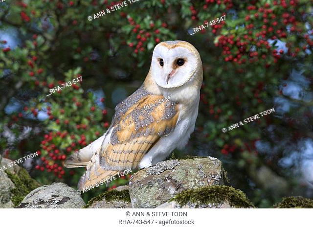 Barn owl Tyto alba, on dry stone wall with hawthorn berries in late summer, captive, Cumbria, England, United Kingdom, Europe
