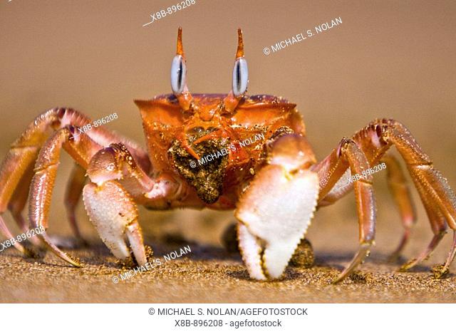 Adult ghost crab Ocypode sp  on the beach in the Galapagos Island Archipelago, Ecuador  Pacific Ocean  These burrowing crabs sift through beach sand to feed at...