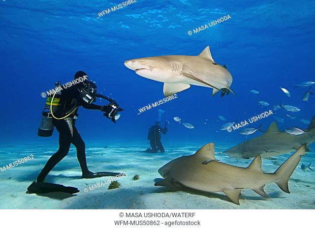 Lemon Sharks and Photographer, Negaprion brevirostris, West End, Grand Bahamas, Caribbean Sea, Bahamas
