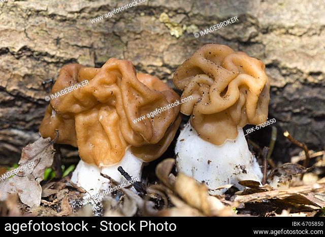 Giant Lorchel (Gyromitra gigas), Mushroom, Lorchel, Mecklenburg-Vorpommern, Germany, Europe