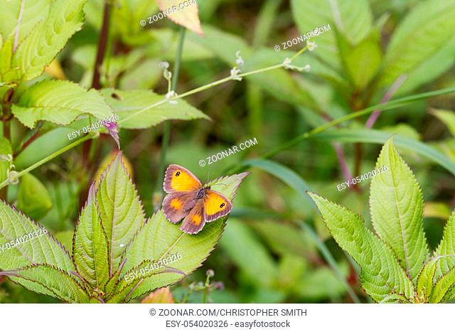 Gatekeeper Butterfly (Pyronia tithonus) perched on a leaf