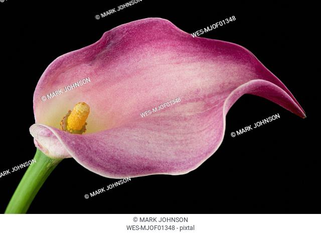 Pink calla in front of black background