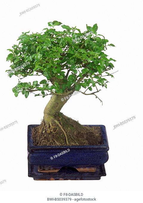 privet (Ligustrum spec.), bonsai