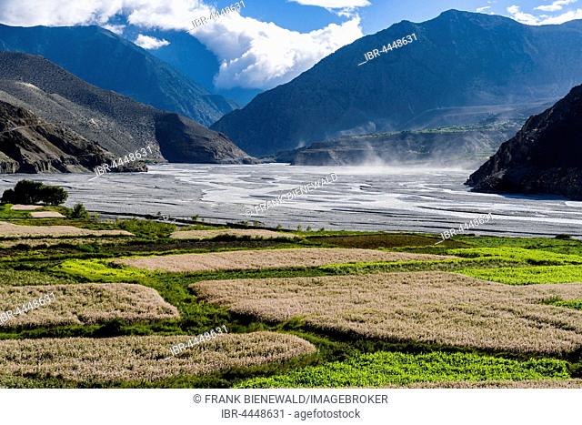 View of agricultural landscape, Kali Gandaki valley with barley and buckwheat fields, strong winds raising dust clouds, Kagbeni, Mustang District, Nepal