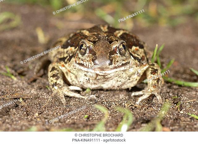 Common Spadefoot Toad Pelobates fuscus - Valthe, Drenthe, The Netherlands, Holland, Europe