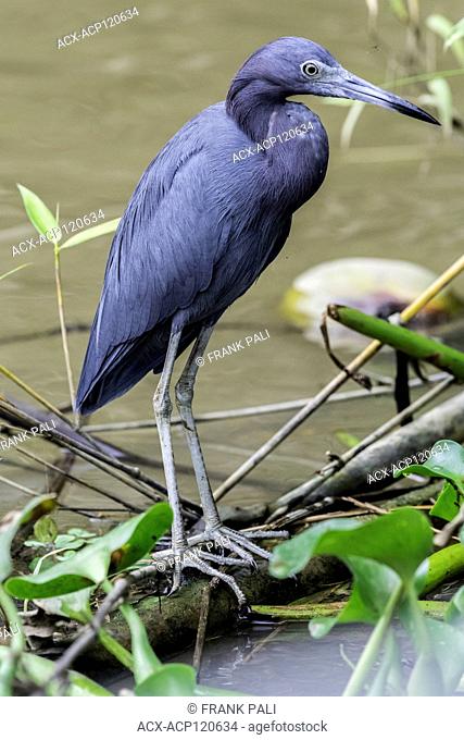 In Costa Rica, Blue Herons(Ardea herodias) can be found in the marshes and mangroves of places such as the Tortuguero Canals